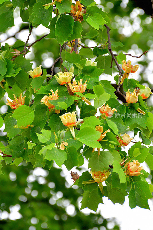 郁金香树/鹅掌楸郁金香花